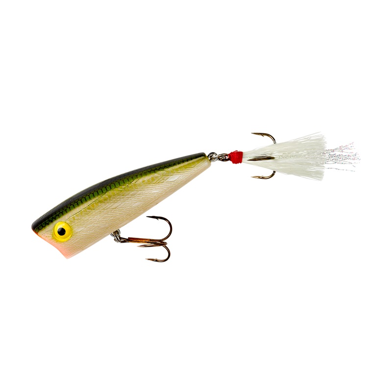 Pop R_Tennessee Shad|P60