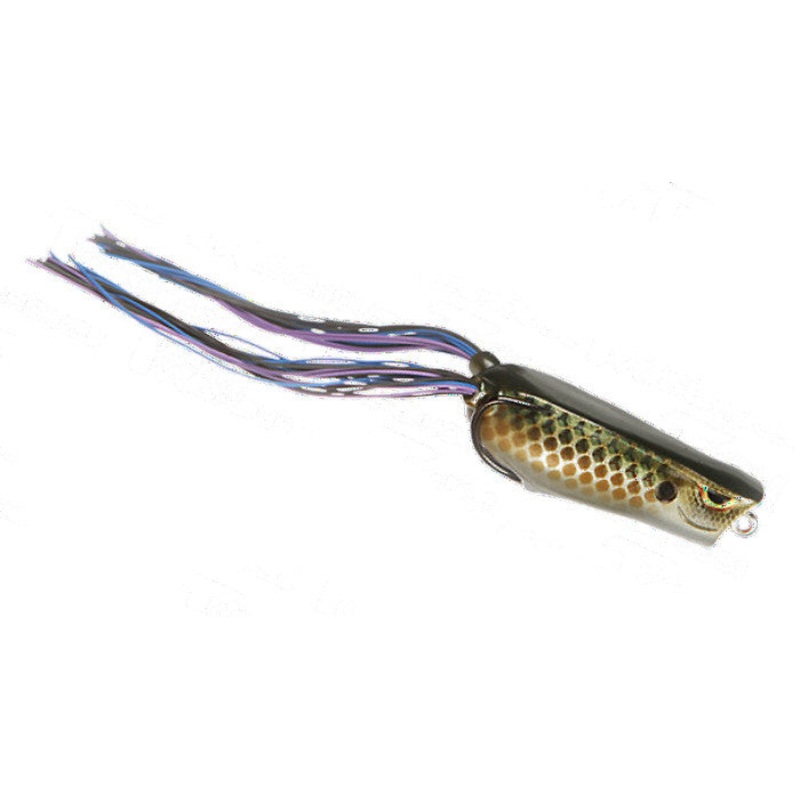Bronzeye Poppin Frog_Killer Gill