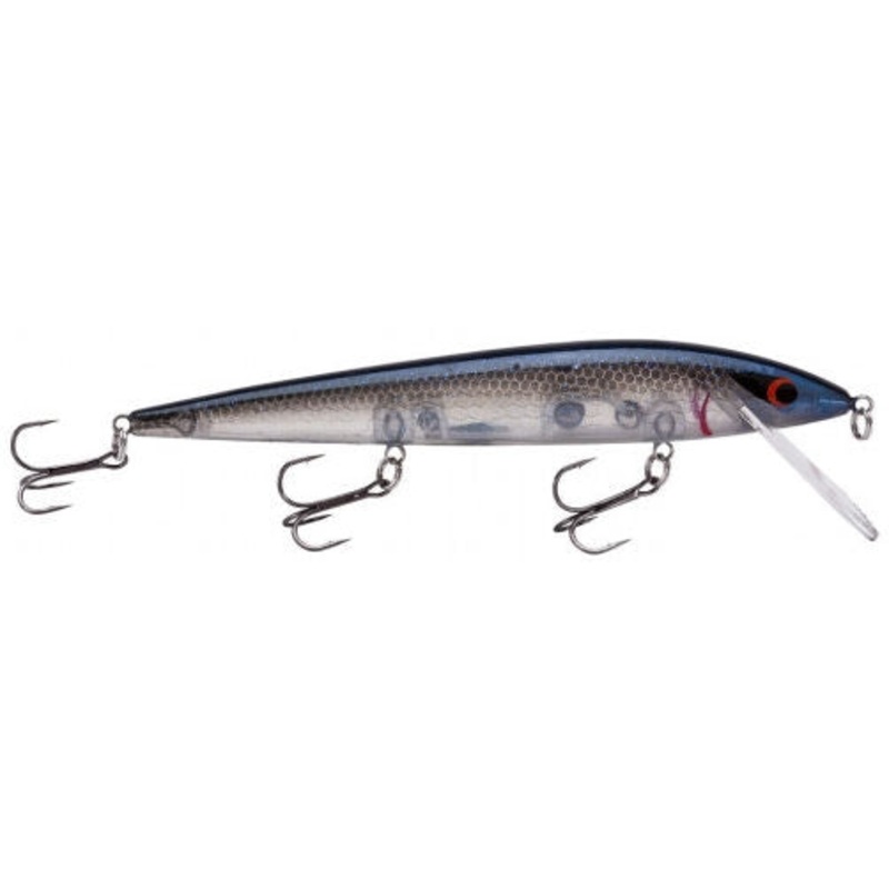 Elite 8 Rogue_Blue Back Herring